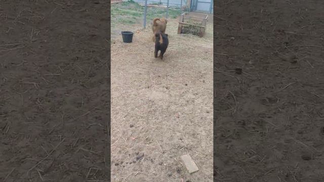 В продаже три девочки тибетского мастифа смотреть онлайн