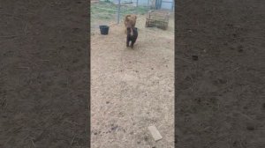 В продаже три девочки тибетского мастифа