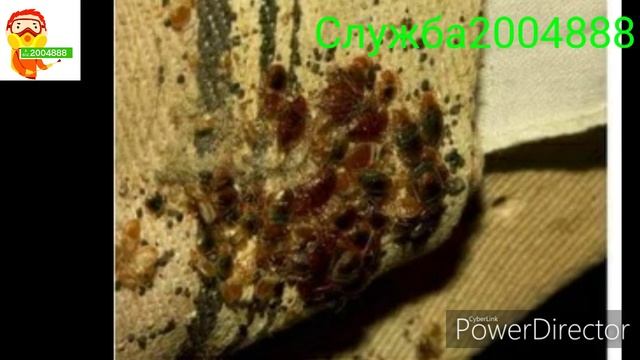 Зажрали клопы смотреть онлайн