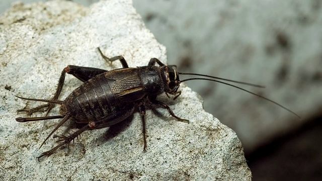 Как поют сверчки в природе | сверчок звуки смотреть онлайн