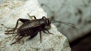 Как поют сверчки в природе | сверчок звуки