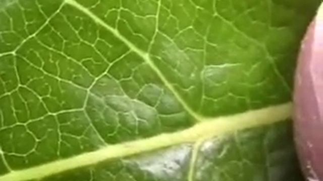 Finding The Northwest Passage смотреть онлайн