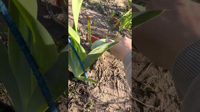 Мои первые сеянцы ирисов смотреть онлайн