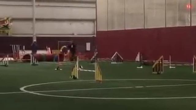 Rocky the pit bull agility dog AKC masters jumpers 6/18/16 смотреть онлайн