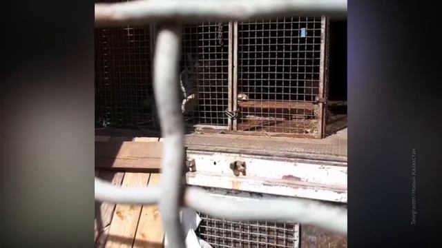 Фура с тиграми стоит на штрафстоянке в Нур-Султане смотреть онлайн