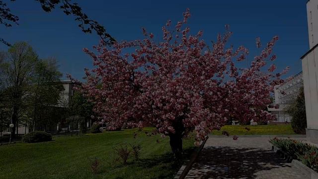 Сергей Жданов. Сакура. Ессентуки. смотреть онлайн