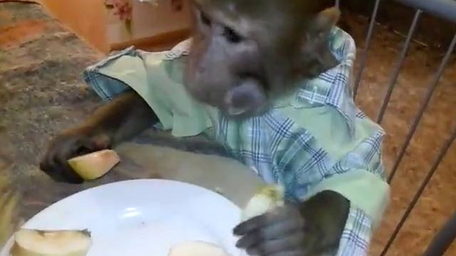 Яша и первачек