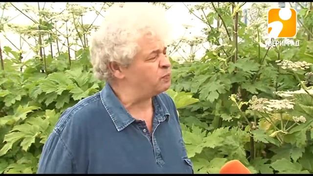 Борщевик, уходи. 2017-07-12 смотреть онлайн