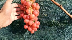 Виноград "Румын" впечатляет меня всё больше!         Тел,WhatsApp и Viber : 8-918-43-794-43