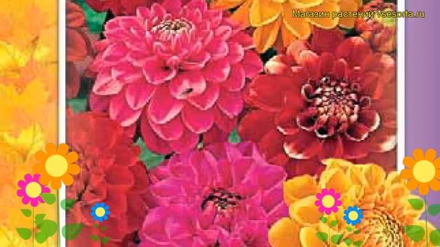 Георгина махровая Смесь. Краткий обзор, описание характеристик, где купить семена смотреть онлайн