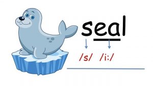 Буквосочетания ee / ea и долгий звук /i:/