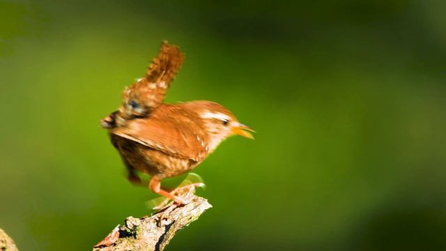 Восстановление нервной системы 🌿 нежная музыка успокаивает нервную систему и радует душу