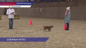 Собачьи игры