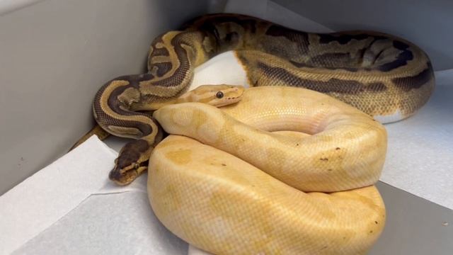 GREAT BALL PYTHON PAIRING! 3-1-22 смотреть онлайн