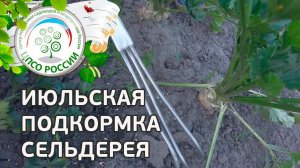 Проводим подкормку сельдерея. Выращивание сельдерея корневого.