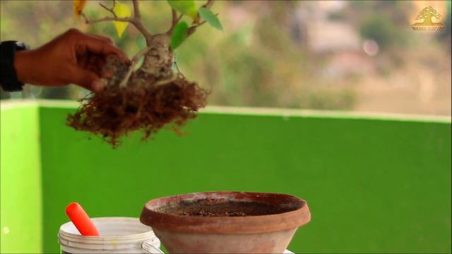 Ficus Rumphi Root Over Rock Bonsai Yearly Work смотреть онлайн