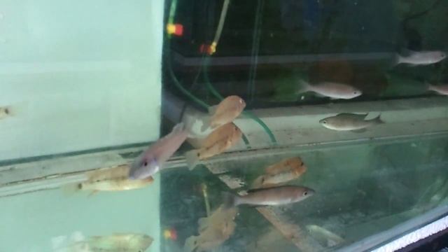 Ещё немного моих рыб из Танганьики смотреть онлайн