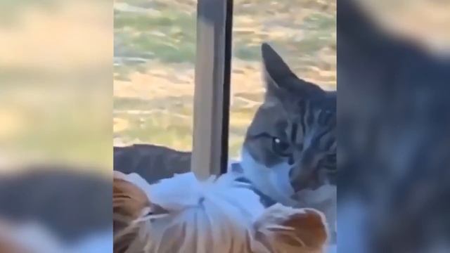 7 МИНУТ СМЕХА _ ЛУЧШИЕ ПРИКОЛЫ 2021 _ ПРО ЖИВОТНЫХ _ СМЕШНЫЕ ВИДЕО ИЗ ИНСТАГРАМА.mp4 смотреть онлайн