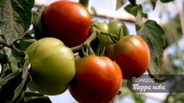Томат - шедевр ТЕРРА НОВА смотреть онлайн
