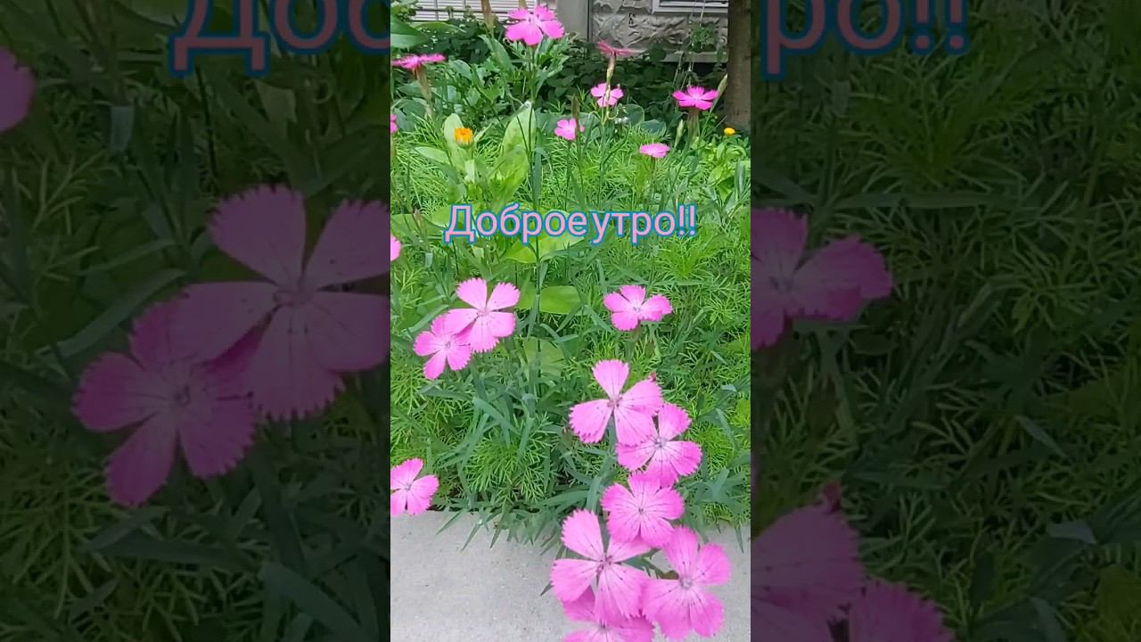 Радости и нежности! #любовь #красота #shorts смотреть онлайн