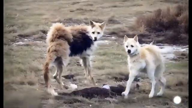 Neural network Gen-2 to generate dogs by suggestion. Here's what happened. Very Scary Video смотреть онлайн