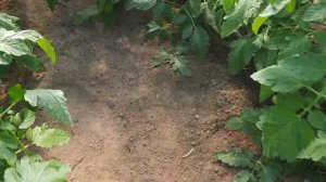 Стоит ли вносить песок в землю?