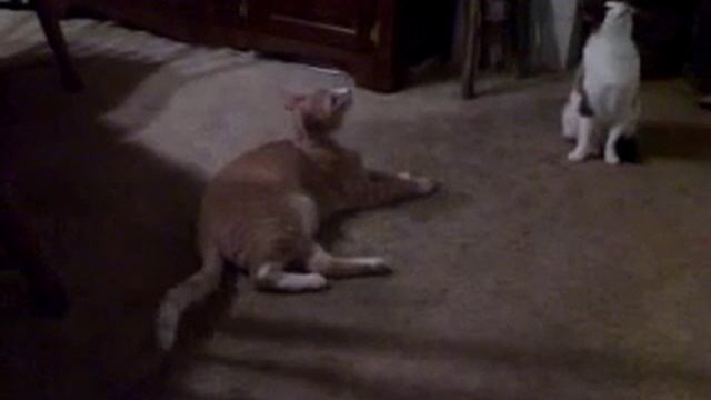 laser game crazy cat смотреть онлайн