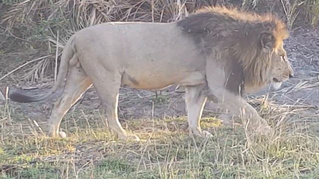 Male lion scent marks смотреть онлайн