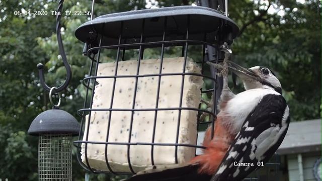 Great Spotted Woodpecker recorded on Hikvision DS-2CD2665G0-IZS IR Varifocal Bullet CCTV Camera смотреть онлайн