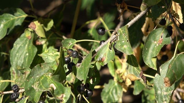 Вот и лето прошло словно и небывало, еще одно лето 2021 смотреть онлайн