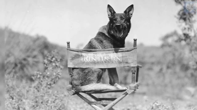 Немецкая Овчарка – Умная, Добрая Порода, но Шутки с Ней Плохи, и Вот Почему! смотреть онлайн