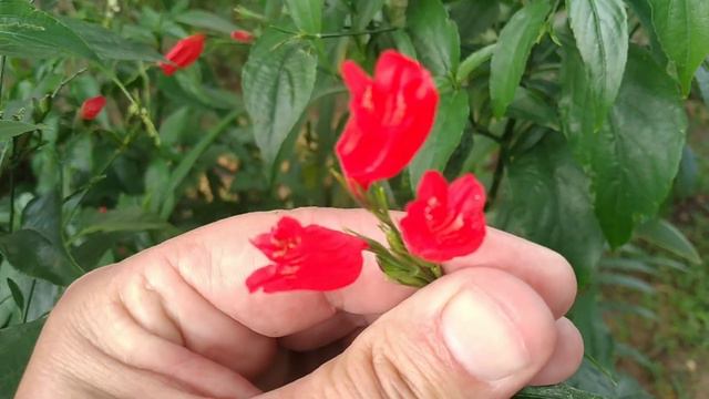 Ruélia-Vermelha/(Ruellia brevifolia) (Pohl) C. Ezcurra. [Leitura na Descrição]#plantas смотреть онлайн