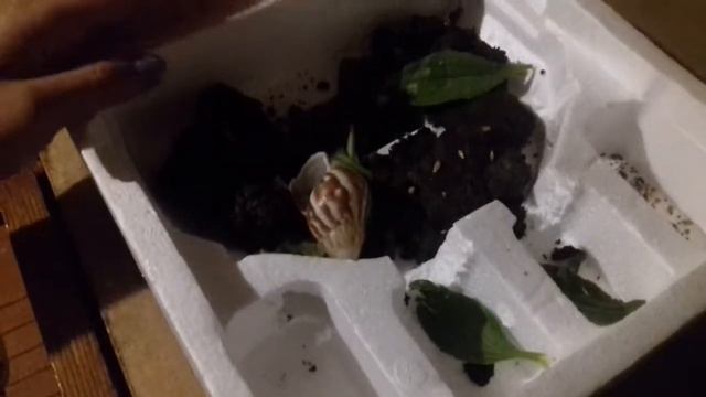 Мой первый терариум из пенопласта для ящериц (Цаламандры) смотреть онлайн