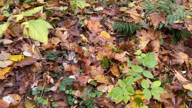 опята в осеннем лесу смотреть онлайн