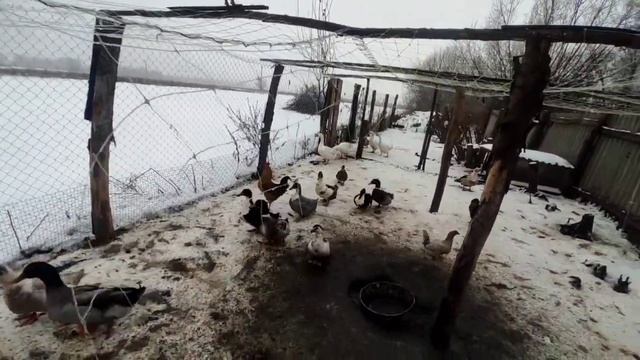 Мускусные утки летают порвали всю сетку!!! смотреть онлайн