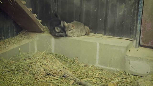 Chinchillas Get New Climbing Walls! смотреть онлайн