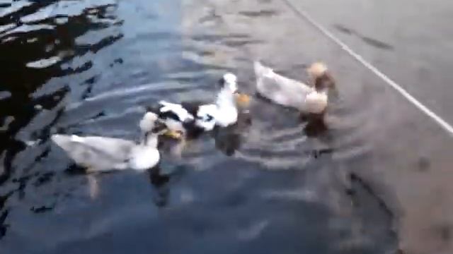 *** Хохлатые утки на о. Кабан. 2014 *** смотреть онлайн