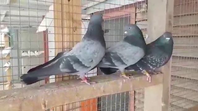 Свердловские высоколетные голуби. смотреть онлайн