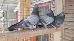 Свердловские  высоколетные голуби.