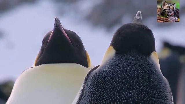 Пингвины 2022 Как общаются пингвины....Удивительные морские птицы2022 смотреть онлайн