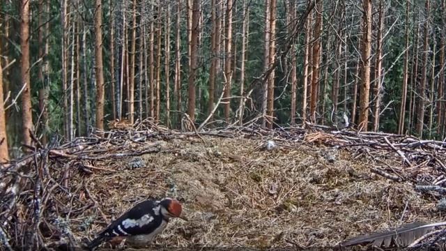 Черный аист . Дятел посетил и проверил гнездо аиста. смотреть онлайн