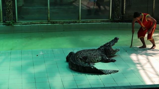 Шоу программа Зоопарк Пхукета, Таиланд 2017 (Блог 6) смотреть онлайн