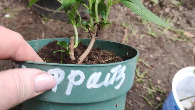 Как наросла Литтл Фрайз после обрезки.Избавляюсь от "веников" смотреть онлайн