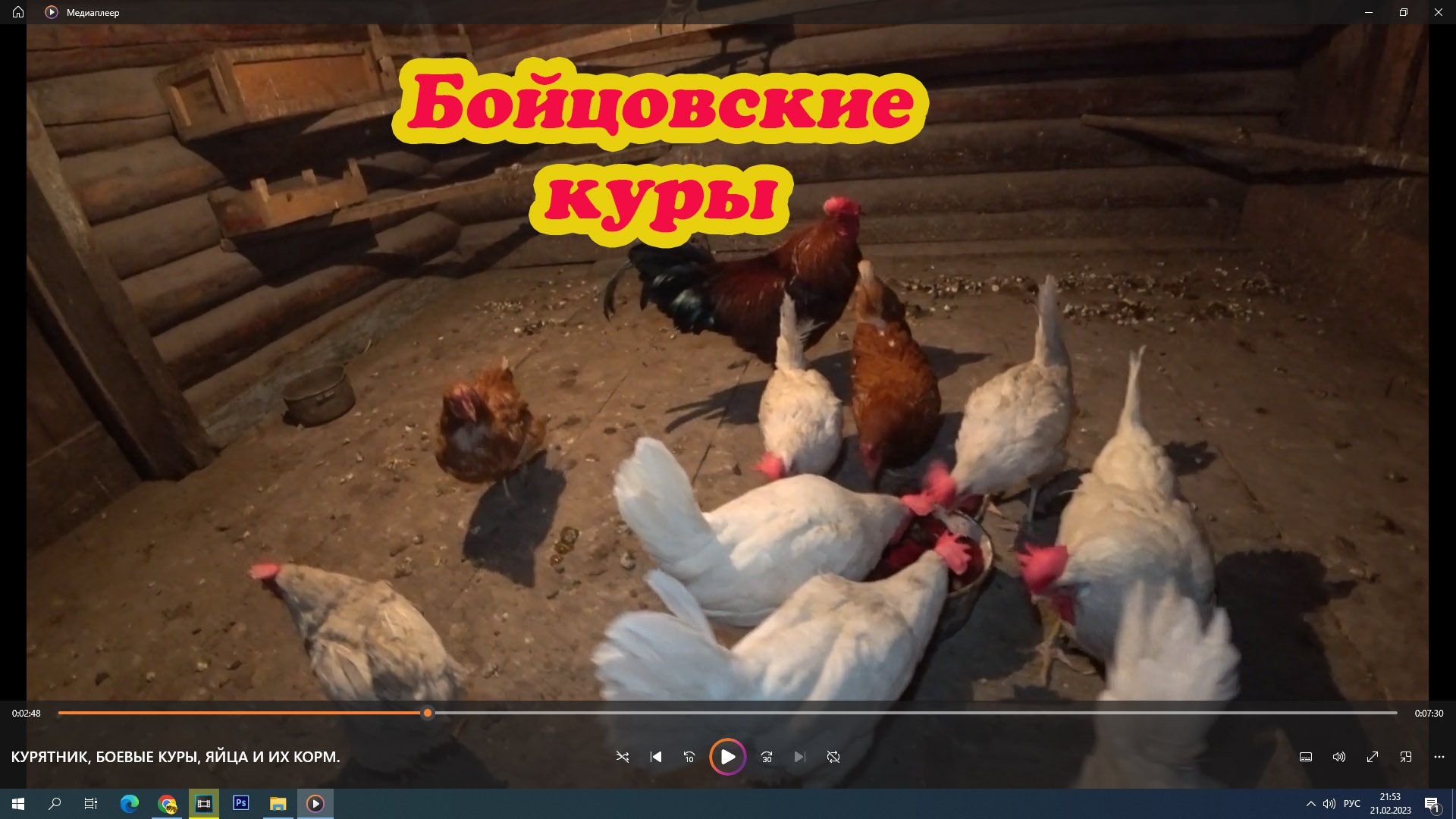 КУРЯТНИК, БОЕВЫЕ КУРЫ, ЯЙЦА И ИХ КОРМ. смотреть онлайн