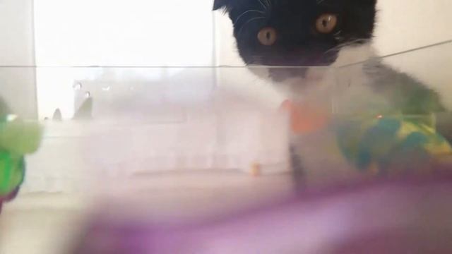 Котята ловят рыбу. Кошки и электронные рыбки. Роборыбки. Robofish смотреть онлайн