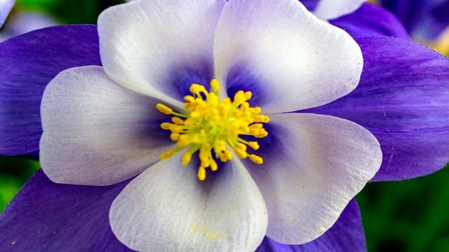 Очень трогательная, красивая, нежная, чарующая мелодия, которую хочется слушать снова и снова, до бе смотреть онлайн