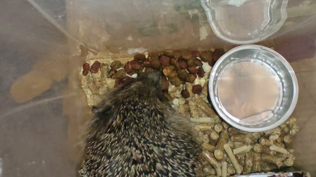 Ёж 31 60523 выросла шерсть у ежика аппетит зверя Hedgehog's fur fluffed up the appetite of beast смотреть онлайн