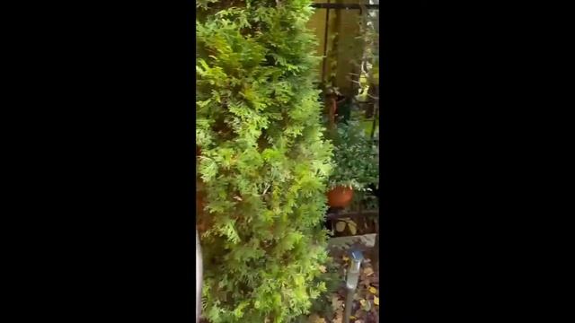 Таунхаус КП "Дубровка" г. Москва, станция метро "Ольховая" смотреть онлайн