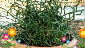 Ситник нитевидный Спиралис. Краткий обзор, описание характеристик juncus filiformis Spiralis