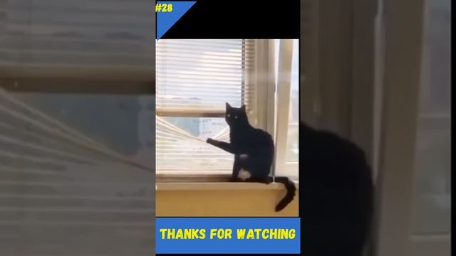 Как кошка успокаивает свои нервы l Забавные кошки, ловящие рыбу удочкой смотреть онлайн